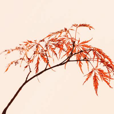 Harmonious Hiring Relationships